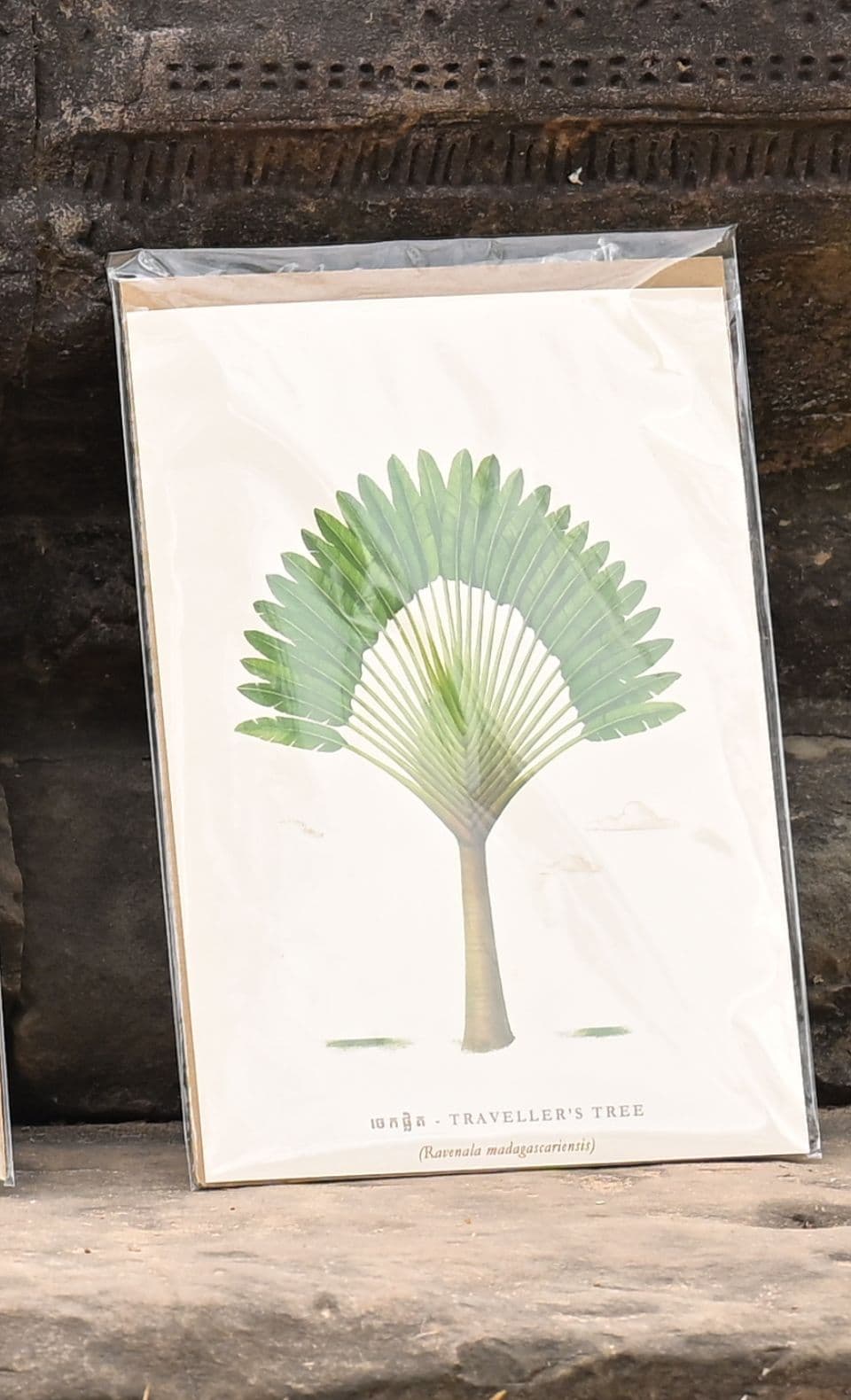 Palm Trees of Cambodia Poster - View 8