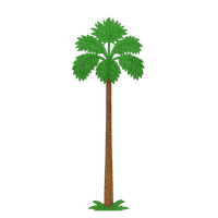 Palm Tree